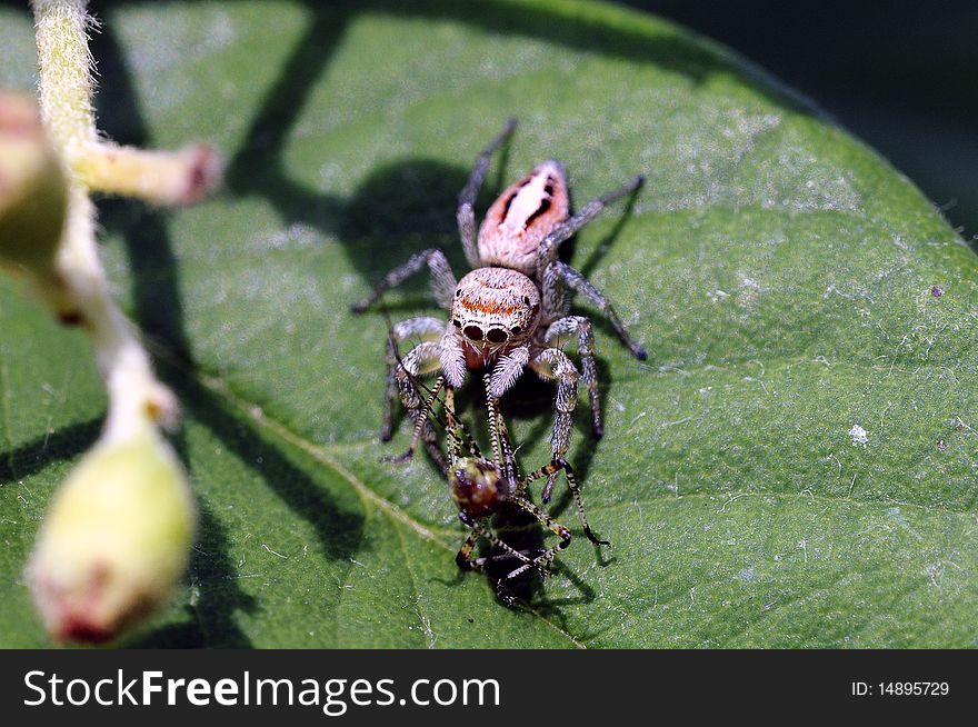 A flower spider is eating a little grasshopper for breakfast