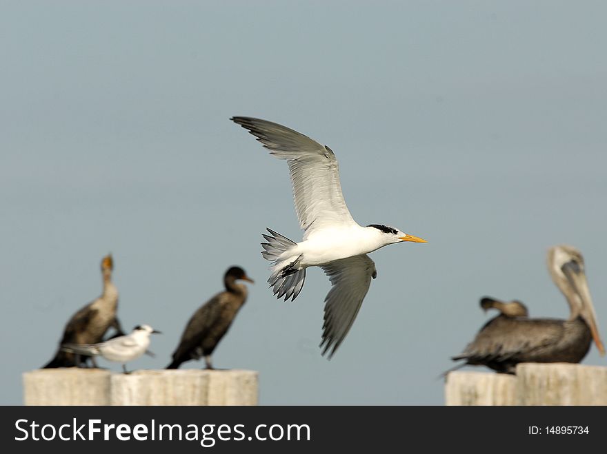 A gull is flying with in the back a cormoran, a gull and a pelican. A gull is flying with in the back a cormoran, a gull and a pelican