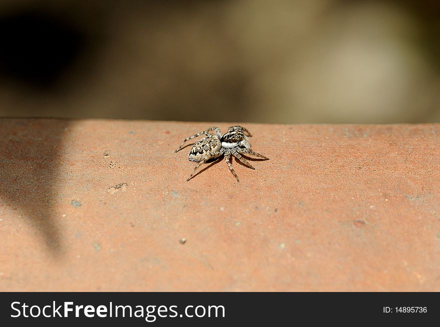 A spider is looking for food on a pot. A spider is looking for food on a pot