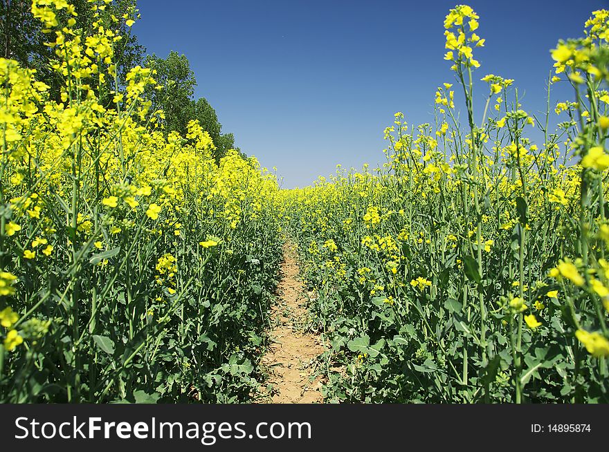 The blooming of a field is vernal rape. The blooming of a field is vernal rape.