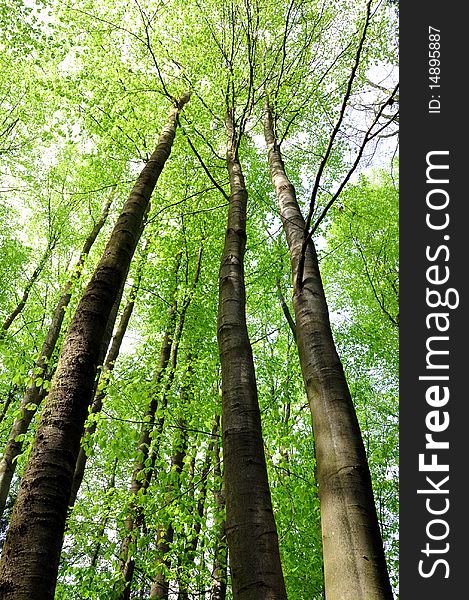 A beech tree forest during spring