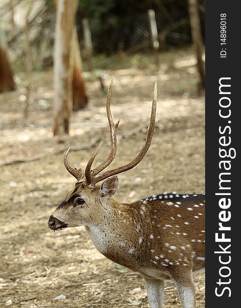 Deer with a brown background.