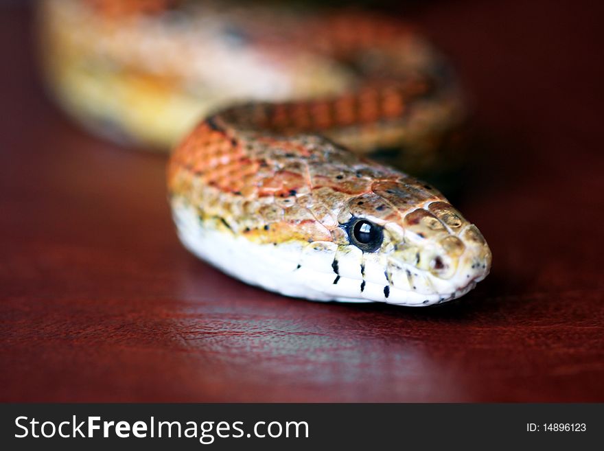 An Orange Corn Snake Slithers Across Red Leather. An Orange Corn Snake Slithers Across Red Leather