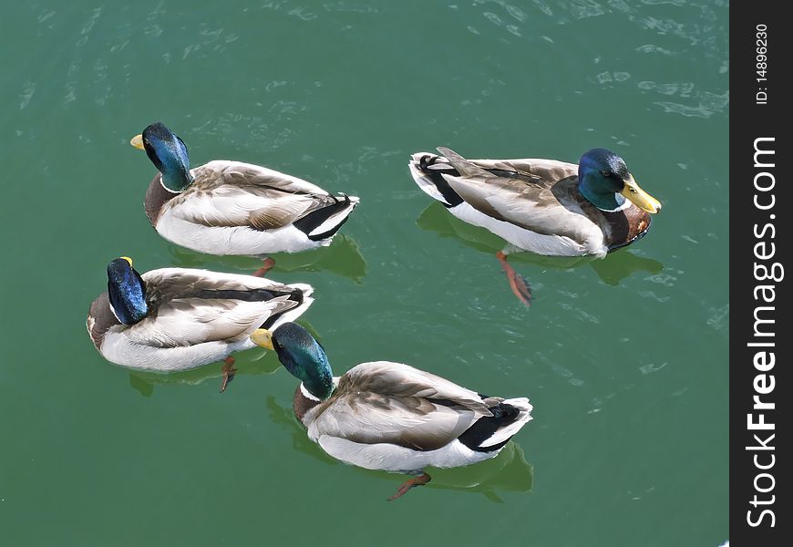 Four ducks swimming in the water. Four ducks swimming in the water