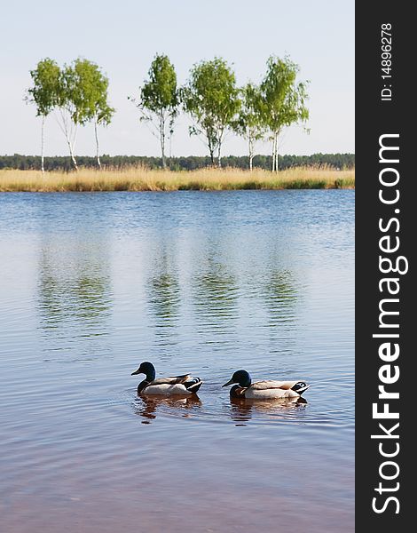 Two ducks in water on background of birch. Two ducks in water on background of birch