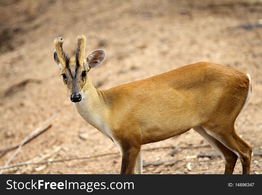 Muntjac deer with a brown background. Muntjac deer with a brown background.