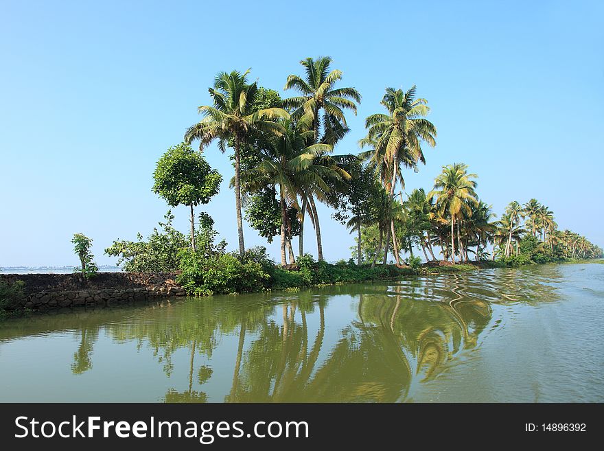 Coconut tress along the backwaters of Kerala, India.