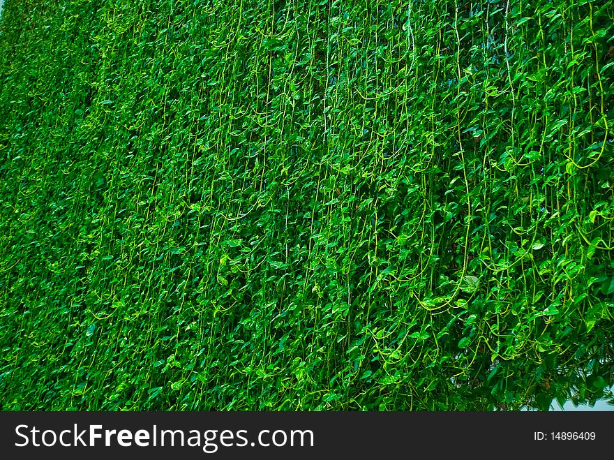 Natural green background of plant leaf