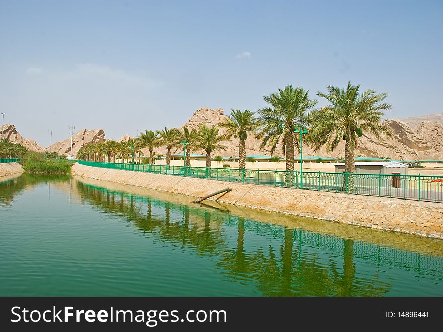 Raw of palm trees near a nice lake