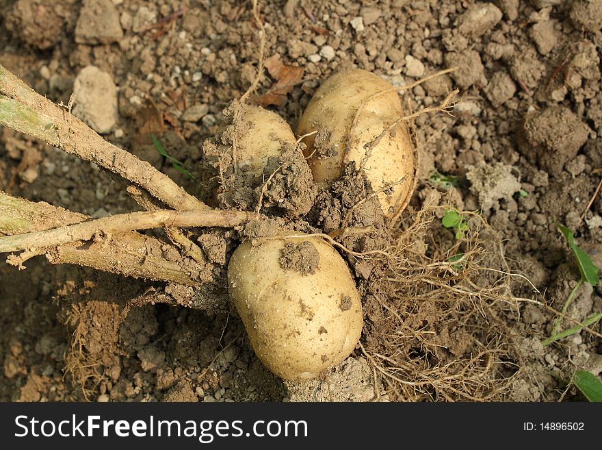 Fresh dug potatoes still on root. Fresh dug potatoes still on root