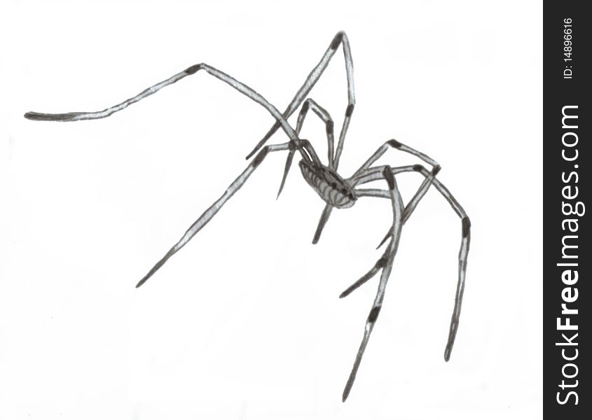 Large hand drawn grey spider