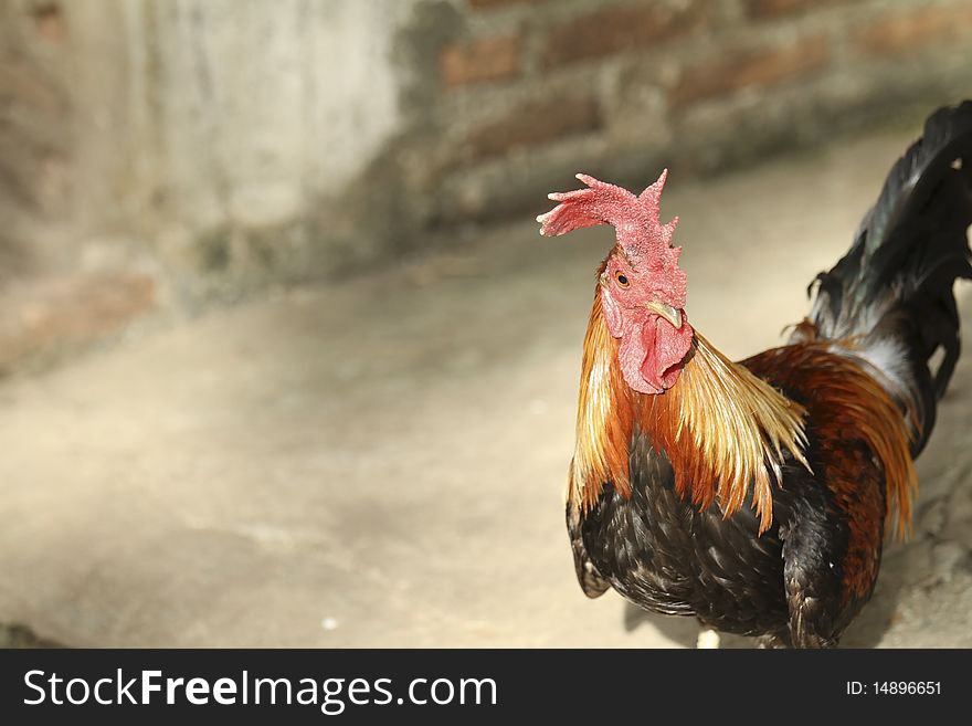 Thai chicken with a brown background.