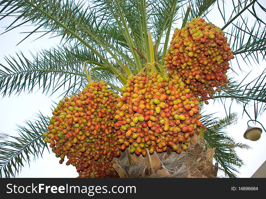 Palm tree with date fruits in a garden