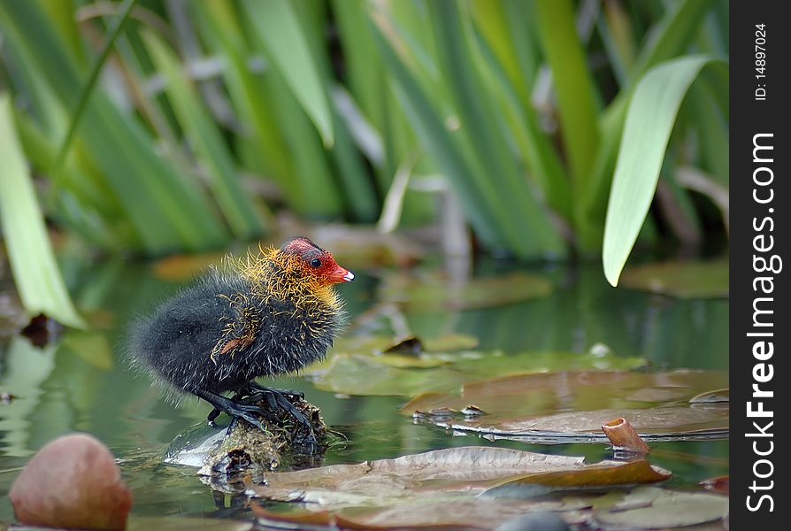 Baby eurasian coot (Fulica atra)