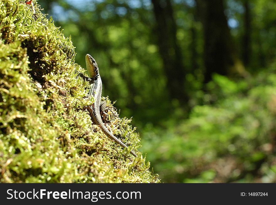 Green lizard on a tree with moss in the forest