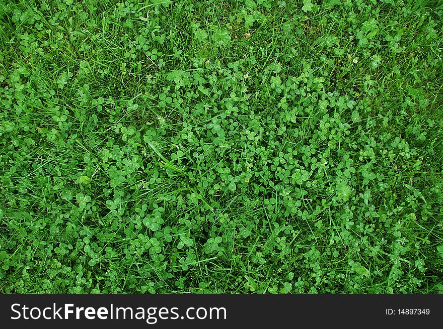 Fresh vivid green grass background