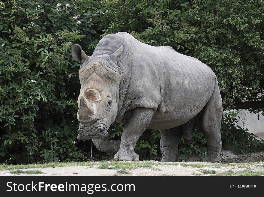 The White Rhinoceros or Square-lipped rhinoceros (Ceratotherium simum) is one of the five species of rhinoceros  that still exist and is one of the few megafaunal  species left. It has a wide mouth used for grazing and is the most social of all rhino species.