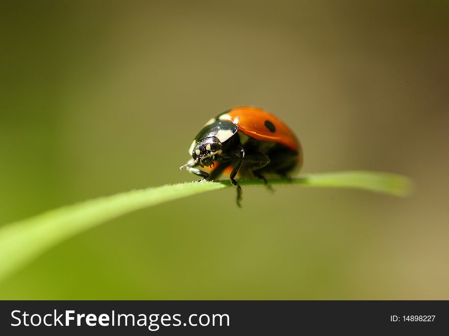 Red ladybug which sits on a green leaf