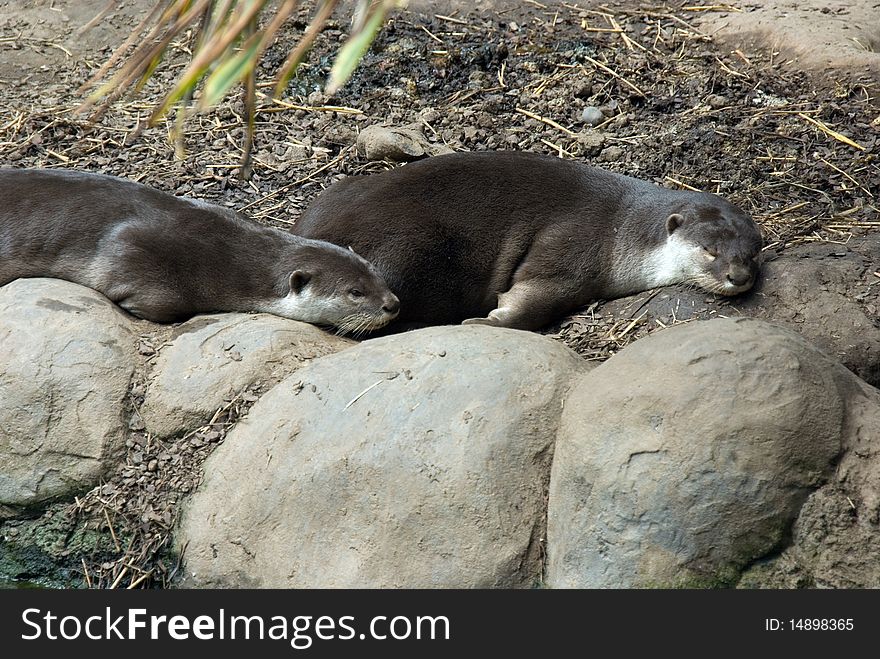 The Endangered Smooth Coated Otter (Lutrogale Perspicllata).