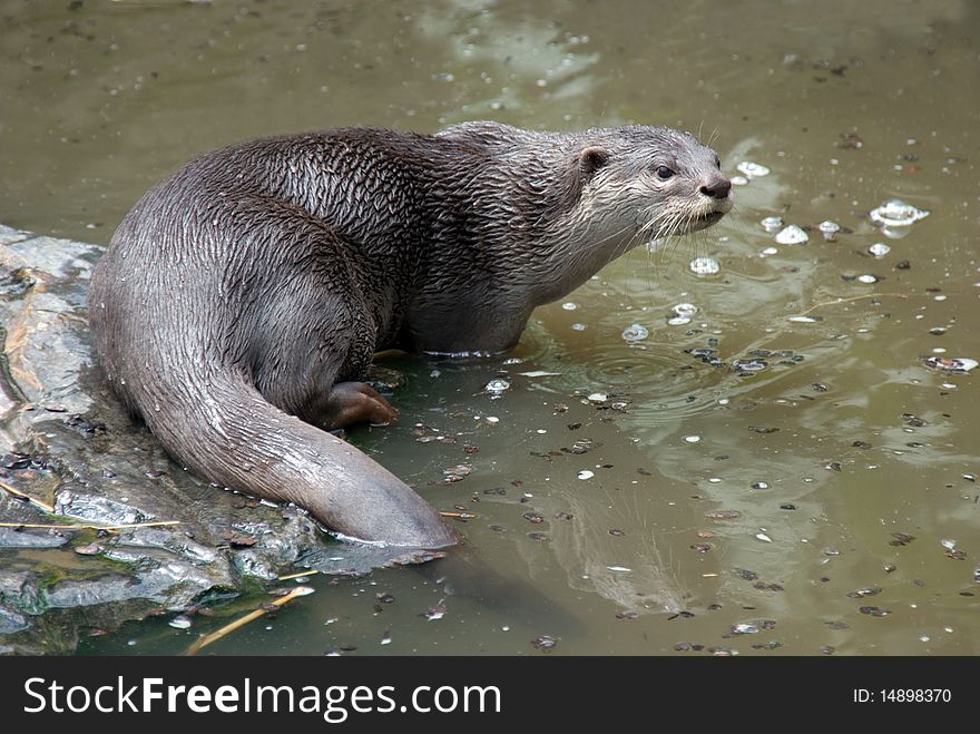 The Endangered Smooth Coated Otter (Lutrogale Perspicllata).