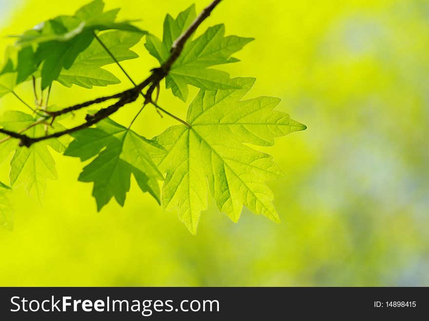 Green leaves over abstract background. Green leaves over abstract background