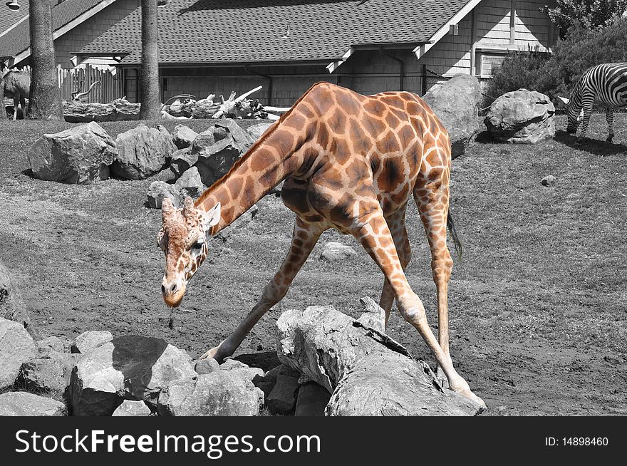 A Single Giraffe on a Black and White Background. A Single Giraffe on a Black and White Background