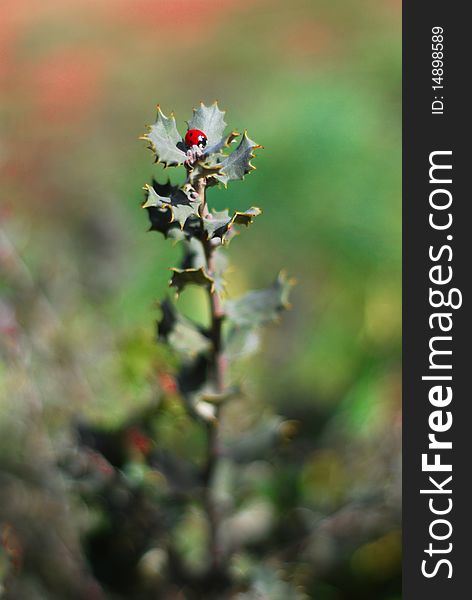 Ladybug standing on green flower