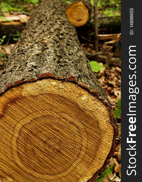 Tree an oak the cut trunk laying in wood. Tree an oak the cut trunk laying in wood