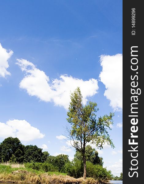 Summer landscape, tree and blue sky with clouds. Summer landscape, tree and blue sky with clouds