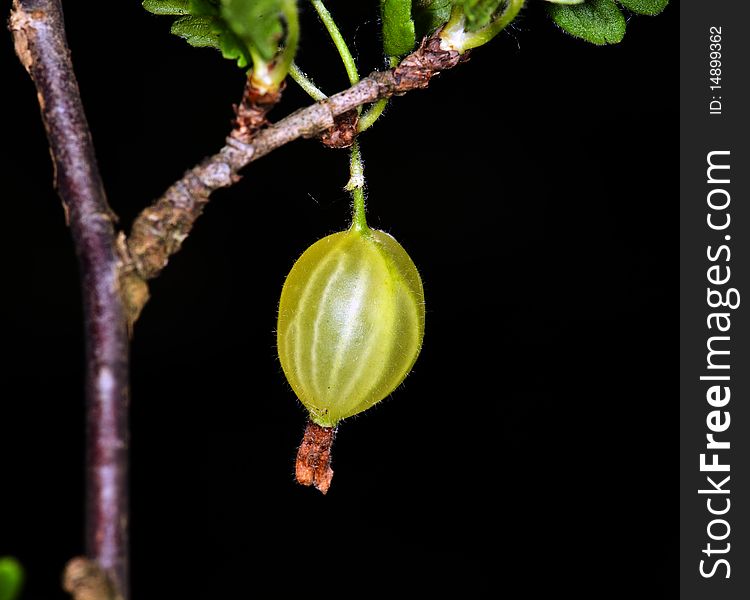 Green Gooseberry on a bush in the summer