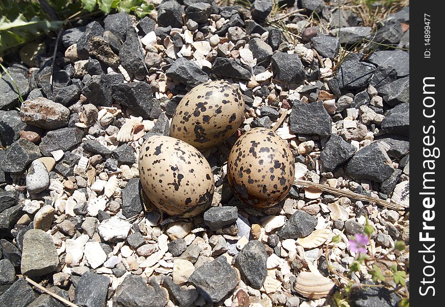 Oystercatchers nest with three speckled eggs