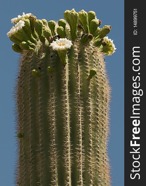A Tall Saguaro cactus in bloom outside of Phoenix Arizona. A Tall Saguaro cactus in bloom outside of Phoenix Arizona.