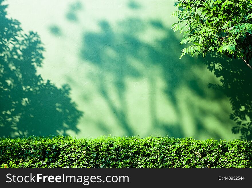 Shadow of tree branch on green wall background