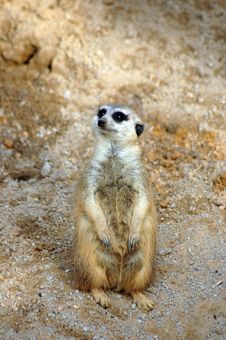 Free Meerkat In Habitat Royalty Free Stock Photo - 1493095
