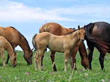 Gorgeous Young Horse Colt Stock Images Gorgeous Young Horse Colt Stock Images