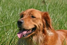 Golden Retriever Stock Photos Golden Retriever Stock Photos