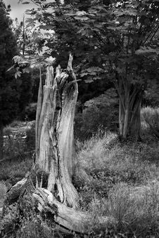 Dead Tree Royalty Free Stock Photography
