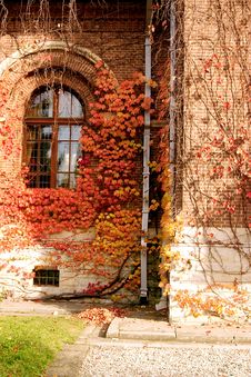 Red Ivy On Wall Royalty Free Stock Photography Red Ivy On Wall Royalty Free Stock Photography
