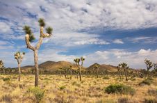 Joshua Tree National Park Stock Photo