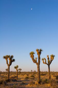 Moon Over Joshua Trees Royalty Free Stock Photography