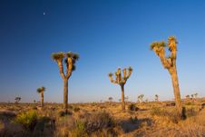 Moon Over Joshua Trees Stock Photos