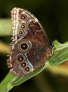 Common Blue Morpho Stock Photos Common Blue Morpho Stock Photos