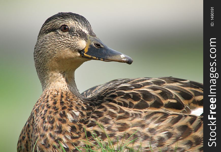 Detail of a female duck