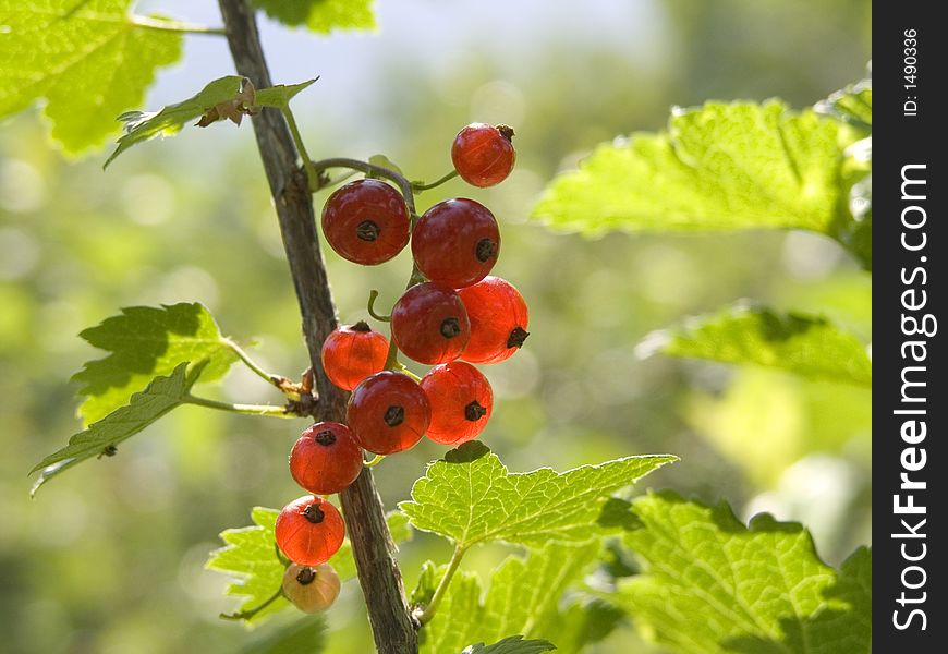 Red currant in summer garden