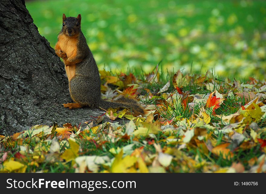 A large squirrel sitting at the base of a tree with fall leaves on the ground around him.