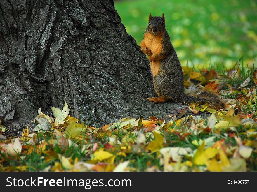 A large squirrel sitting at the base of a tree with fall leaves on the ground around him. A large squirrel sitting at the base of a tree with fall leaves on the ground around him.