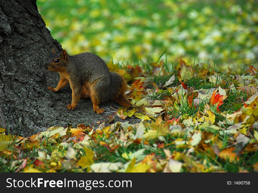 A large squirrel sitting at the base of a tree with fall leaves on the ground around him. A large squirrel sitting at the base of a tree with fall leaves on the ground around him.