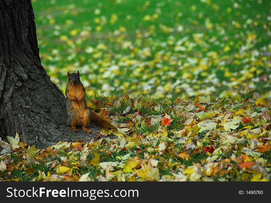 A large squirrel sitting at the base of a tree with fall leaves on the ground around him. A large squirrel sitting at the base of a tree with fall leaves on the ground around him.