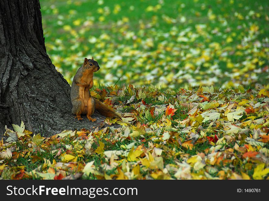 A large squirrel sitting at the base of a tree with fall leaves on the ground around him. A large squirrel sitting at the base of a tree with fall leaves on the ground around him.