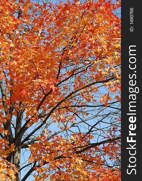 A tree with beautiful reddish/orange leaves against a blue sky. A tree with beautiful reddish/orange leaves against a blue sky.
